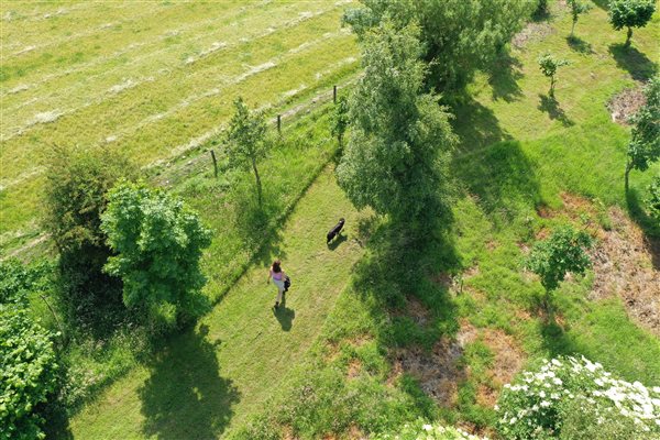 Drone shot of guest walking their dog in The Night Garden